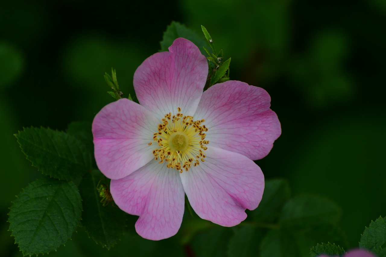 Nikon70 300 flower.jpg