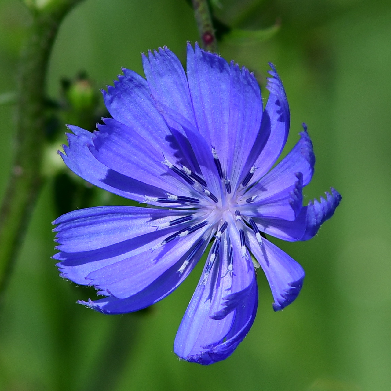 Nikon180 flower crop.jpg