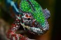 Another fantastic looking animal, the panther chameleon in the Masoala hall of Zoo Zurich. This is a macro lens (although a zoom would have also worked).