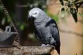 Some modern zoos will have enclosures where you can be with the animals. There will be no barriers allowing you to take great pictures. This parrot is in Zoo Zurich.