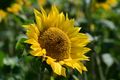 On an APS-C Camera this lens becomes a lens with 75mm focal length, which makes it better for such shots as you can frame them a bit closer. The sunflower is a bit smaller than a persons head, so you see that it would also work very well for portraits.