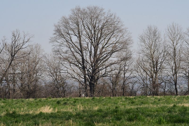 File:Soligor35-200 tree1.jpg