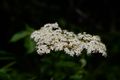 The manual focus 70-210 f/4 AI-S version has also a nice macro function at the 70mm end. When used with a APS-C camera like the Nikon D500 this actually works for quite a number of shots, like these flowers here.