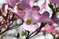 The Nikon 105 is taking a shot of a flower in very good light. Technically this is a macro shot as a typical lens with 150mm focal length would not allow you to come this close (<50cm).