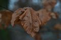 Late autumn leaves, shows off why we would want to use a slight macro to have the leaf more in the foreground. This one with the Nikon 55