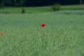 From around Zurich, this poppy stands in beautiful contrast to the wheat field. Hand held, and most importantly one of two shots I made of this scene.