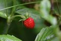 A very delicious looking shot of a wild berry using a Sigma 150 on a Nikon D500 making the focal length effectively 225mm. Once again, although it is a macro lens, this is not really shot using a macro range.