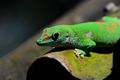 This colorful gecko in Zoo Zurich is one of the great things about experimenting in a zoo. Fantastic looking subjects that you do not see everyday. This is also an enclosure where you and animals share the same space. One particular problem in this place (Masoala hall) is that it is a tropic forest and it is very hot and humid. The large Nikon 200-500 I used in this shot needs almost half an hour until it gets to the correct temperature so that it stops fogging up. So sometimes you also need to be patient with your equipment and not always with the animals.