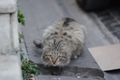 A street cat in Istanbul. Notice that it is hard to keep focus on the eyes with f/1.8 as the depth of field is quite narrow.