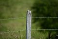 Again a simple subject, this time in very good light. There is something about this shot that is hard to describe, but it is simply a bit different. It is extremely sharp the aperture gives a good definition as the depth of field stays just around the fence and the wire and the bokeh blurs the background beautifully. The post is straighter due to the distance (about 4 meters in this case). Or maybe I just paid too much for this lens and want to prove that it was worth it.