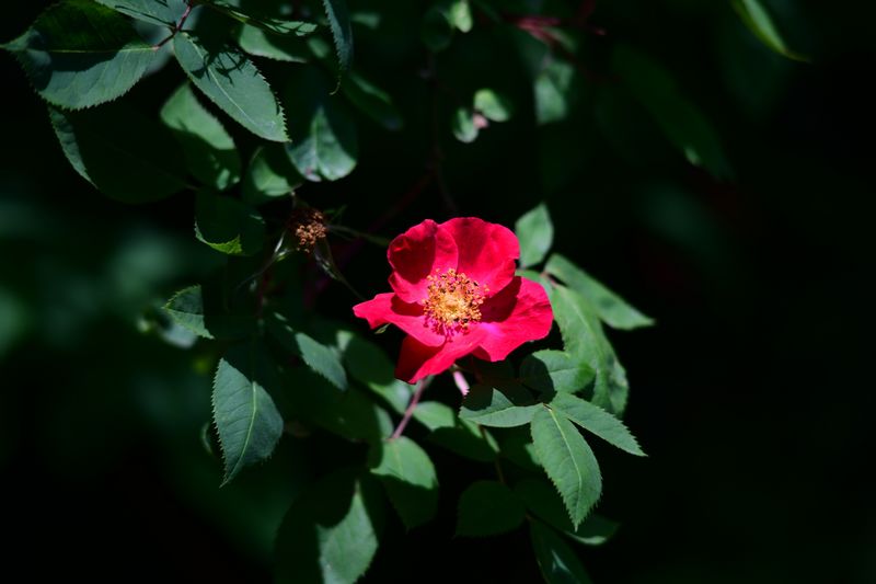 File:20mP.jpg