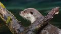 An otter in Zoo Zurich. Again an enclosure where you can shoot pictures without any barriers in between. Otters however, move quite fast and are not always around when you look for them. You are always happy if you can get one to pose for a bit.