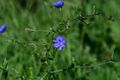 Rather ordinary looking picture of some flowers. That is until you crop and take a closer look at the image.