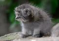 This is a baby Manul, photographed in Paris Menagerie. One of the cutest things you can see. This was taken behind a wire mesh, which explains the softer central part. I positioned the camera so that the head was focussed through the clearing. Still the wire mesh effects the picture quite a bit.