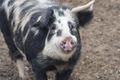 Manual focus lenses make it much harder to keep fast moving subjects like this happy pig in focus. Doesn't mean that you will not manage.