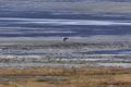 (crop) a crane by the lake in Ladakh India, photographed using Nikon 70-300