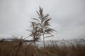 Many people think that wide angle lenses are for taking pictures of wide open spaces. Most of the time, you need to come close. For this 16mm shot I almost shoved the camera into the reeds. I was going for a bit darker muted color, so that part is actually intentional.