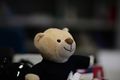 Bianca the Bear, mascot of PULP platform, showing how nice the 85mm is for portraits.