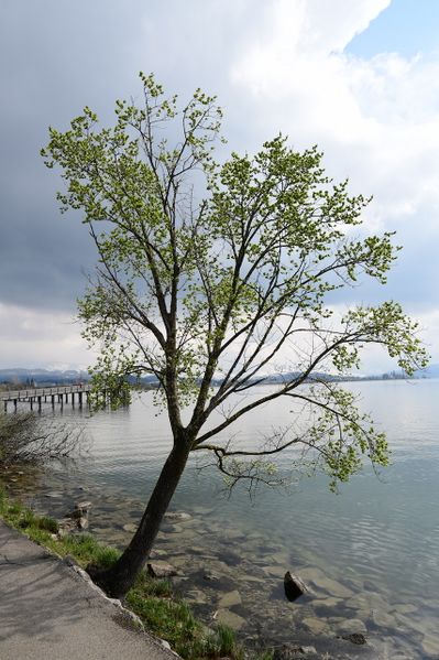 File:Nikon28 80 tree.jpg