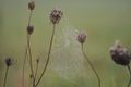 Beautiful shot of a spiderweb.