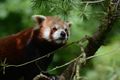 The incredibly cute and equally lazy Red Panda, here in Zoo Zurich. Some modern zoos can have enclosures that do not have visible barriers between you and the animals and this is how you can get clearer shots. You need to know the patterns of some animals if you want to catch them (a Red Panda sleeps a lot for example). Of course this is nothing compared to what you would have to do when you are in nature. Plus staff in the zoo will usually give you tricks, when to come and where to look for those harder to find animals.